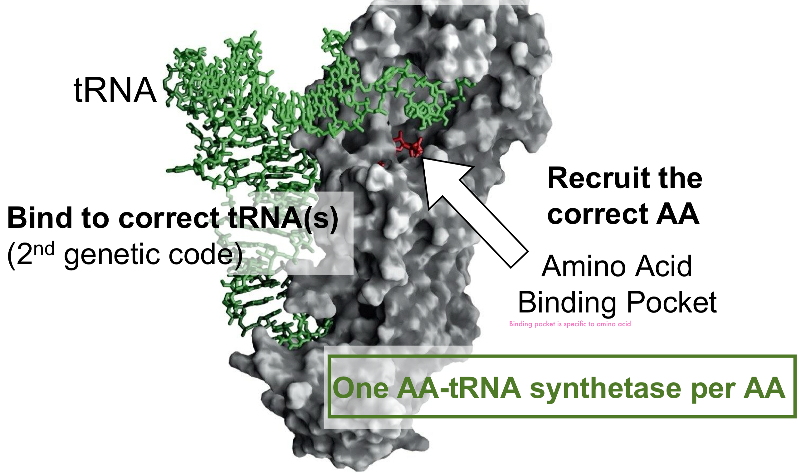 <ul><li><p>the enzyme places the tRNA in a way so that the 3’OH is located near the AA binding pocket (this is where the AA need to be transferred to get activated tRNA)</p></li></ul><p></p>