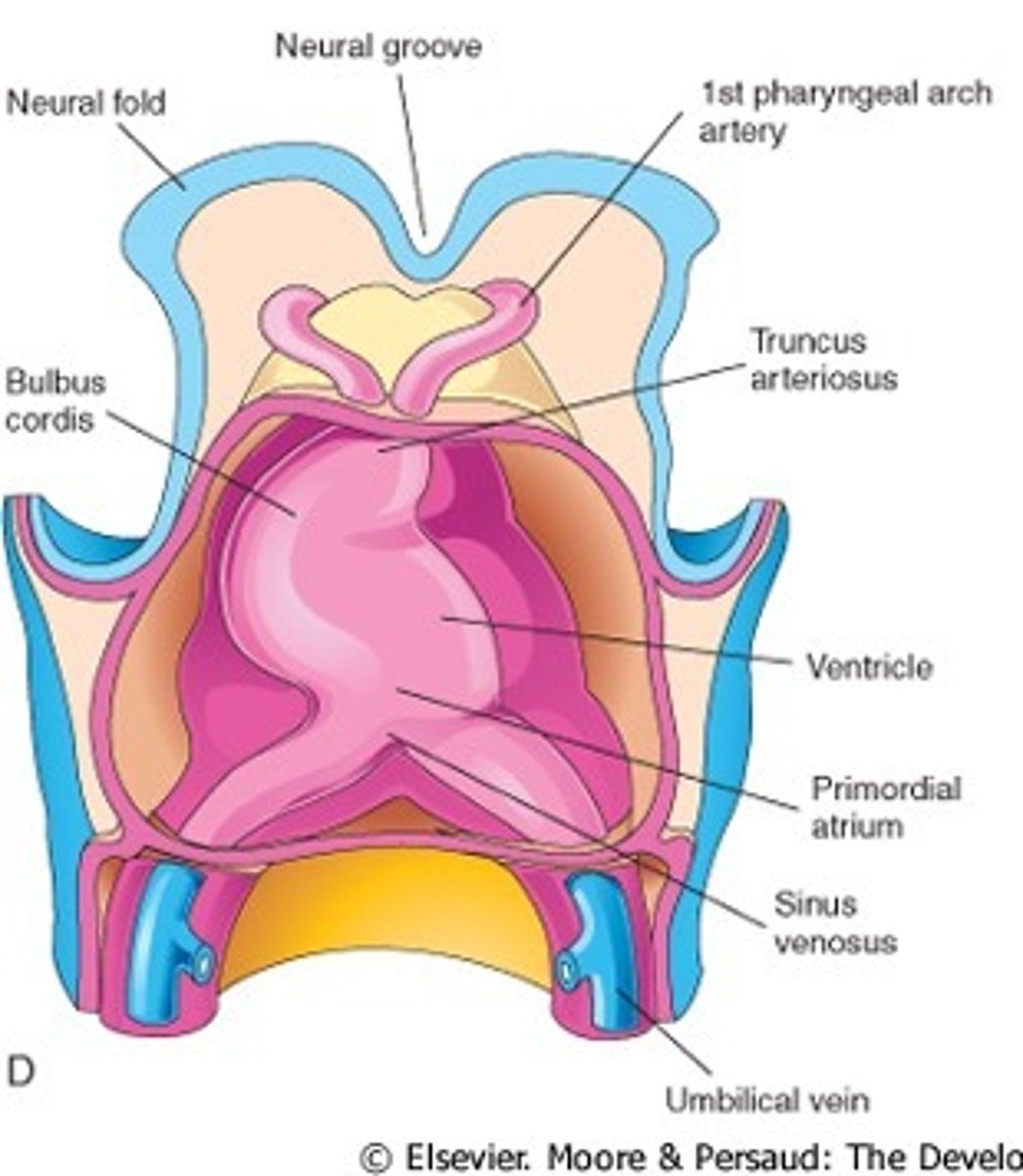 <p>structure of the heart tube the becomes the arteriosus(lv) and aortic vestibule (RV)</p>