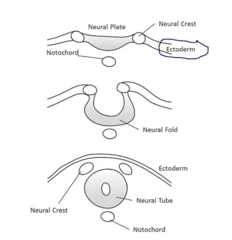 <p>1. The Notochord (from the mesoderm) influences via signals the ectoderm to transform into two little bumps called the neural crest + a stretch of ectoderm called the neural plate</p><p>2. Notochord further stimulates the neural plate to fold → neural fold → neural tube </p><p>3. Neural tube + neural crests will go on to develop the entire nervous system</p>