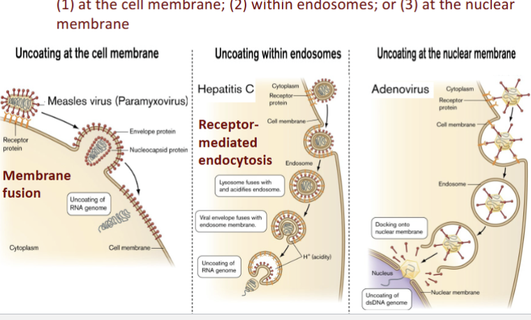 <p>bind to receptor proteins that determine viral tropism</p><p>replication depends on genome form: dna can use host replication machinery; rna possess dept polymerase to transcribe mrna; retrovirus use reverse transcriptase to copy sequence into dna for host chromosome</p><p>enter as virions: undergo uncoating (genome released from capsid)</p><p>use ribosome to form protein: Assembly of new virions; Enveloped viruses: envelope proteins are inserted into the plasma membrane or organelle membrane; Release of virions from host via lysis or budding</p>