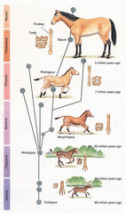 <p>Descent with modification; the idea that living species are descendants of ancestral species that were different from the present-day ones; also defined more narrowly as the change in the genetic composition of a population from generation to generation.</p>