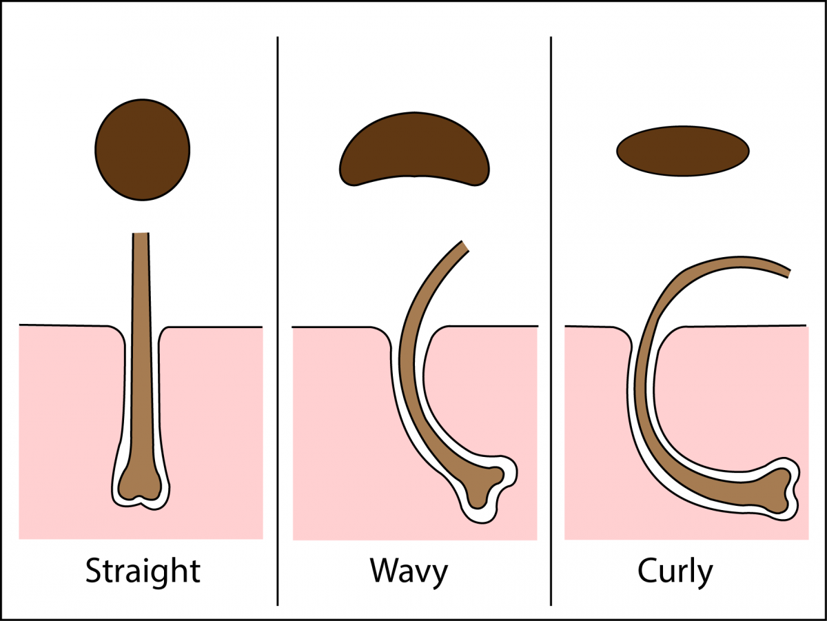 <p>related to cross-sectional shape of hair follicle - it affects the shape the hair is (straight, wavy, curly) and the texture</p><ul><li><p>flatter follicles grow curlier hair</p></li><li><p>when the hair grows from a relatively flat follicle, the hair will bend and be curlier</p></li></ul><p></p>