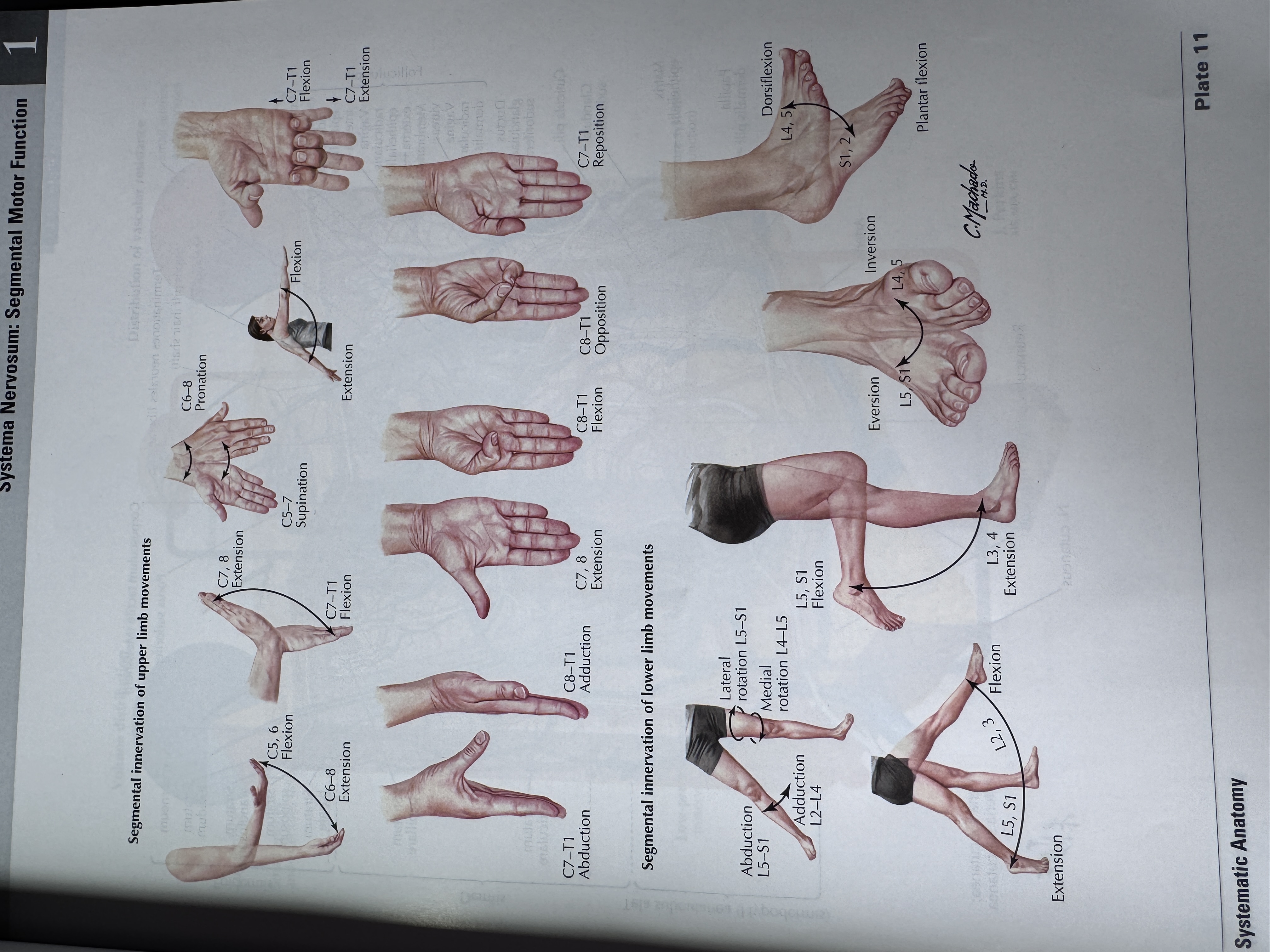 <p>• Flexion, extension</p><p>• Suspination, pronation</p><p>• Extension, flexion</p><p>• Abduction, adduction</p><p>• Opposition, reposition</p><p>• Eversion, inversion</p><p>• Dorsiflexion, plantar flexion</p>