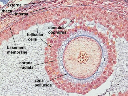<p>label the mature Graafian follicle</p>