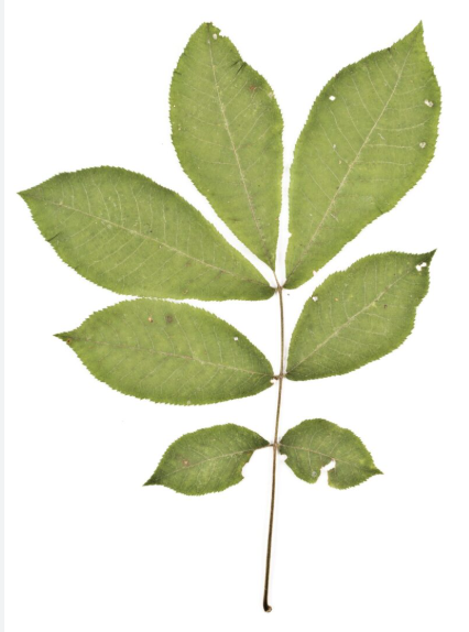 <p>Carya habit/distinctive characters</p>