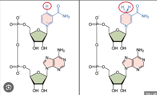 <p><span>through a reduction reaction, where it accepts two electrons and one proton (hydride ion) during metabolic processes like glycolysis and the Krebs cycle</span></p>
