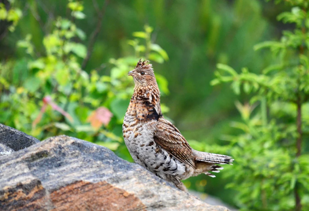 <p>Ruffled Grouse</p>