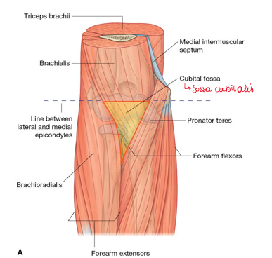 <ul><li><p>m brachialis</p></li><li><p>m pronator teres</p></li><li><p>m brachioradialis</p></li></ul><p></p>