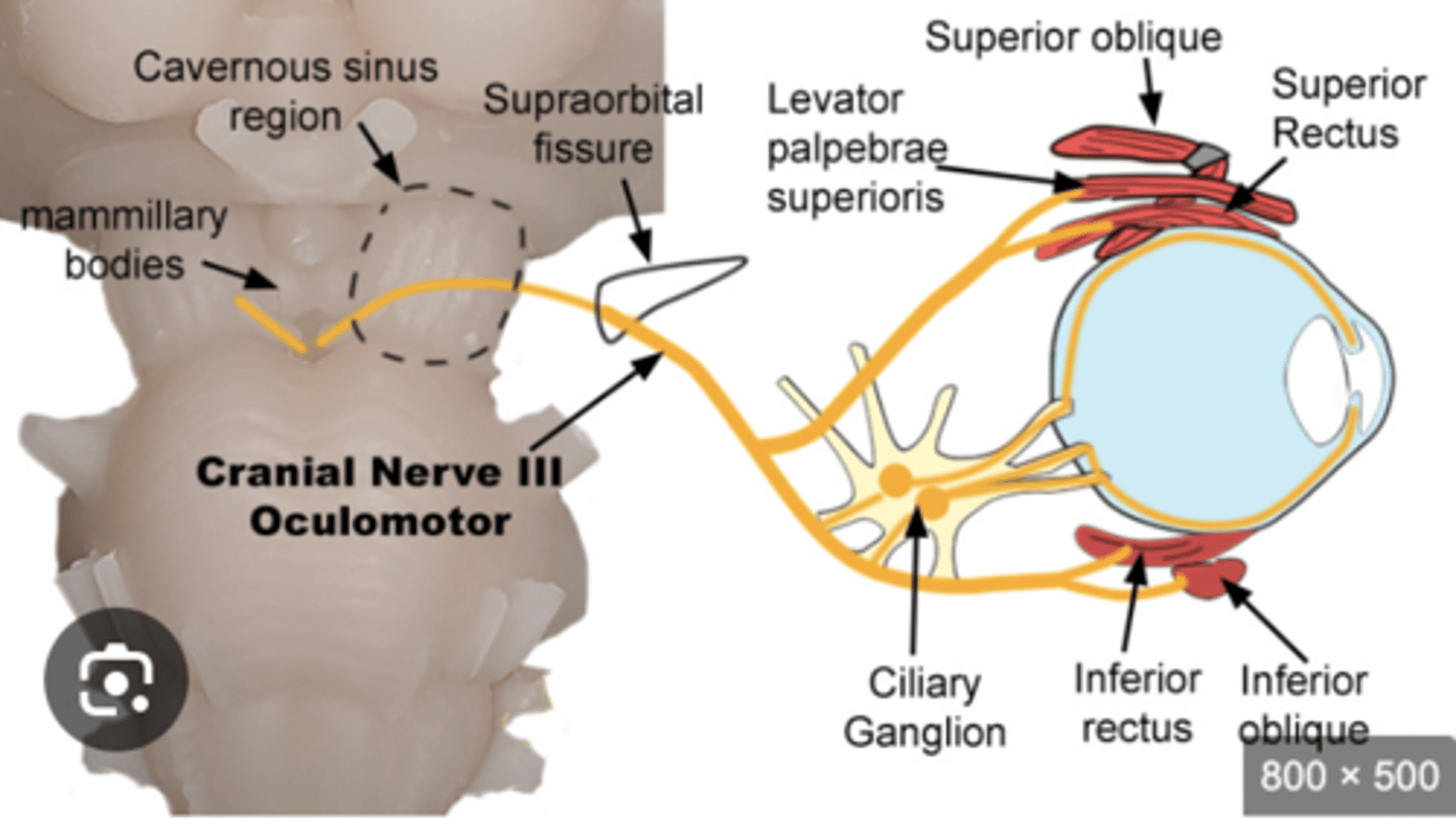 <p>What is the course of the oculomotor nerve (CN III) and what does it innervate?</p>