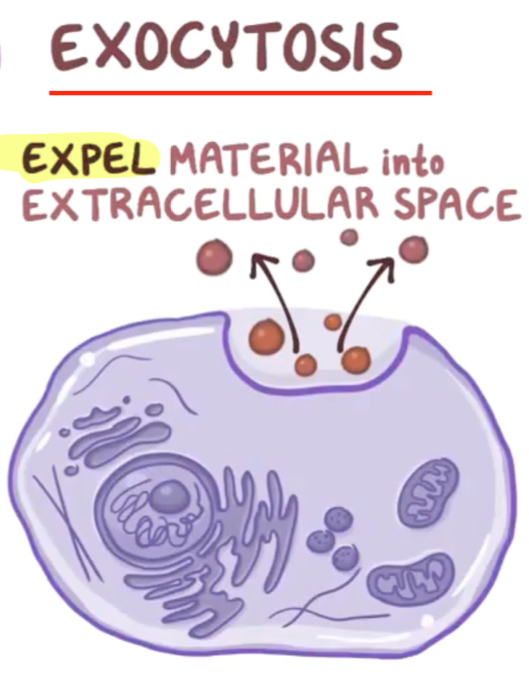<p><strong>Expel</strong> material into extracellular space</p>