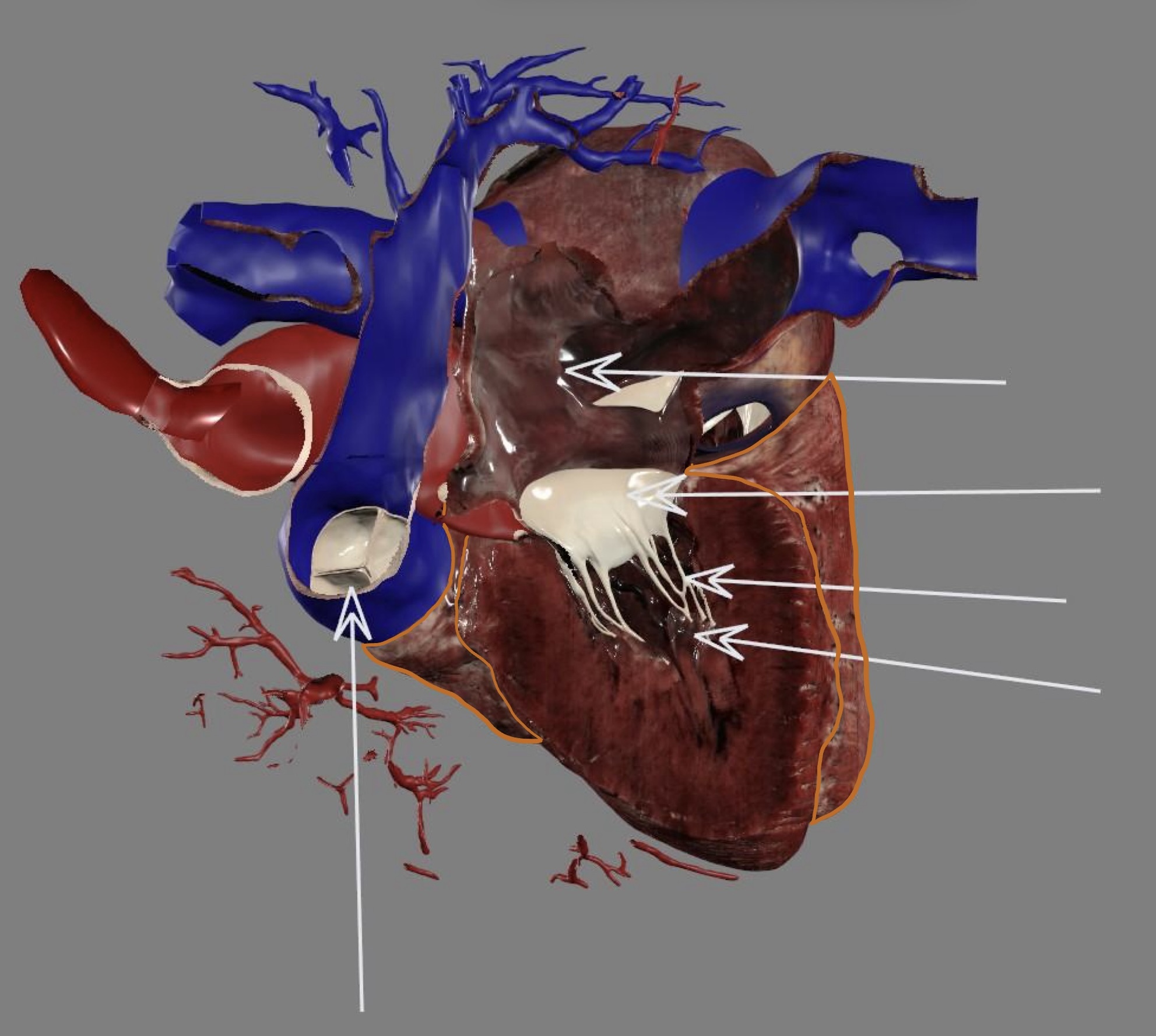 <p><strong>outflow</strong>: pulmonary semilunar valve</p>