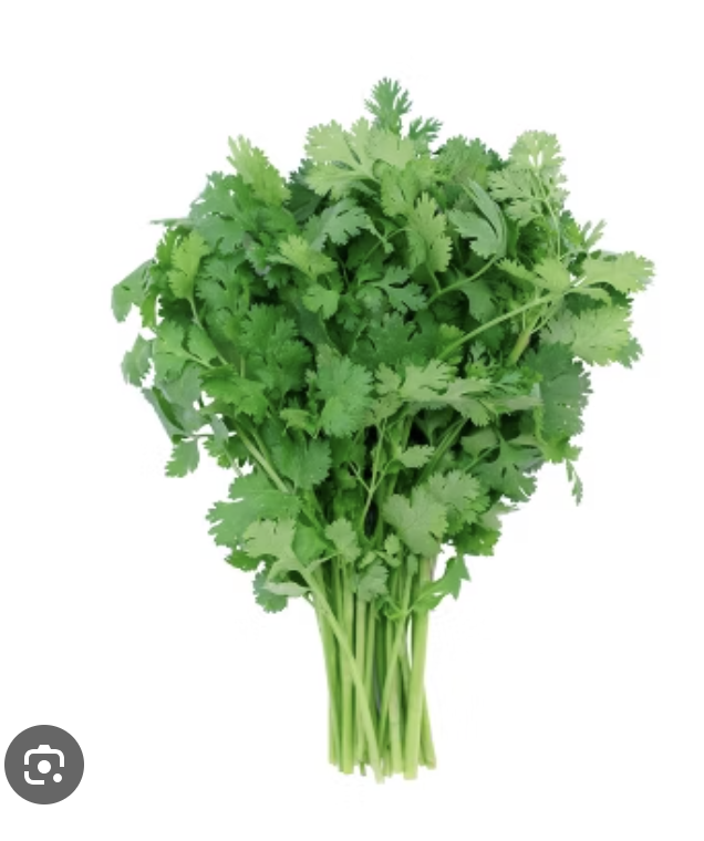 <p>Cilantro</p>