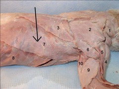 <p>muscle that serves to pull the forelimb dorsally and caudally</p>