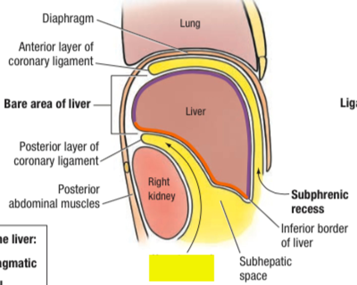 <p>pouch in the peritoneum created by folds - several around the stomach to allow for expansion (ex. gastrophrenic recess)</p>