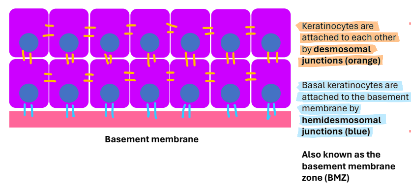 <p>hemidesmosomal junctions</p>