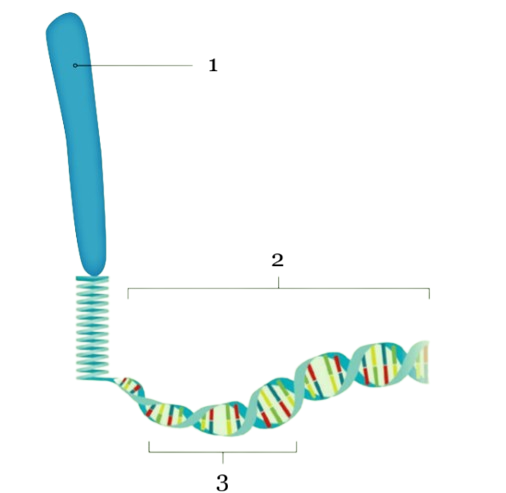<p>3</p>