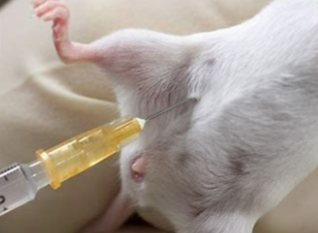 <p>injecting into the body cavity (good for anesthetics, diphtheria toxin, CNO, other drugs); fast onset, short duration</p>