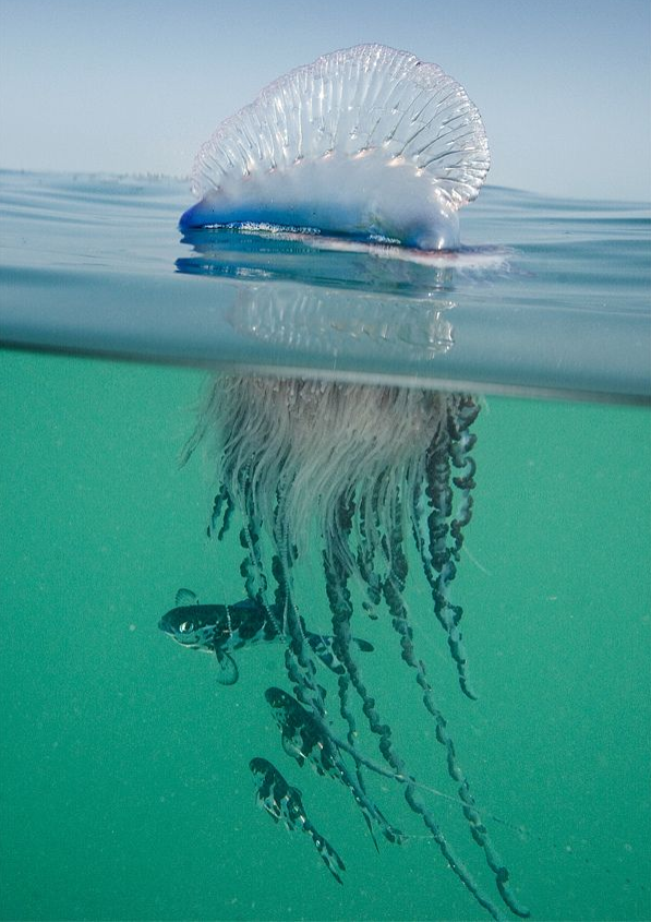 <p><span>The organism pictured belongs to which CLASS?</span></p>