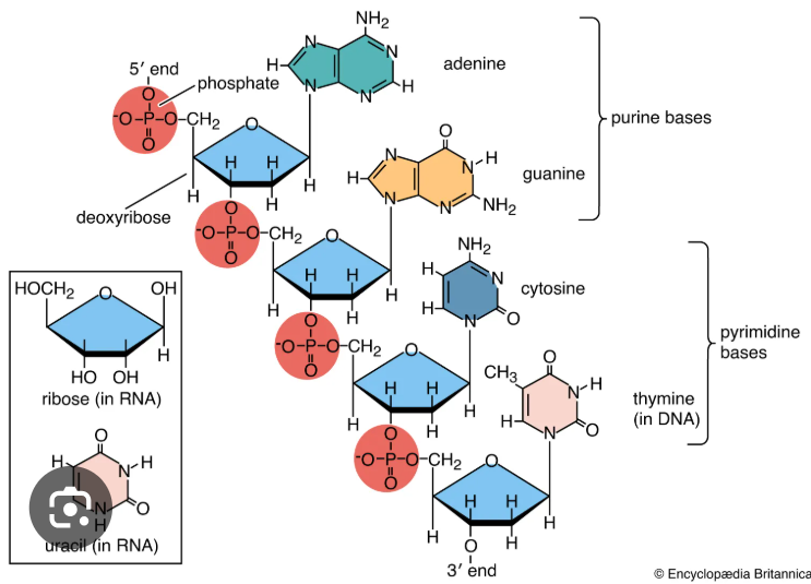<p>Which nucleic acid is shown here?</p>