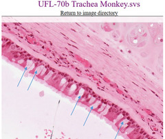 <p>What cell type is being indicated in this slide of a monkey trachea?</p>