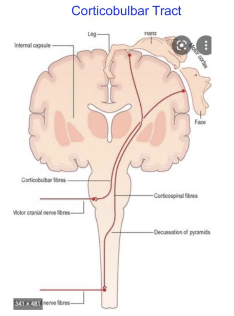 <ul><li><p>fibres destined for cranial nerve motor nuclei (face, neck, head)</p></li><li><p>cross earlier in brainstem</p></li></ul><p></p>
