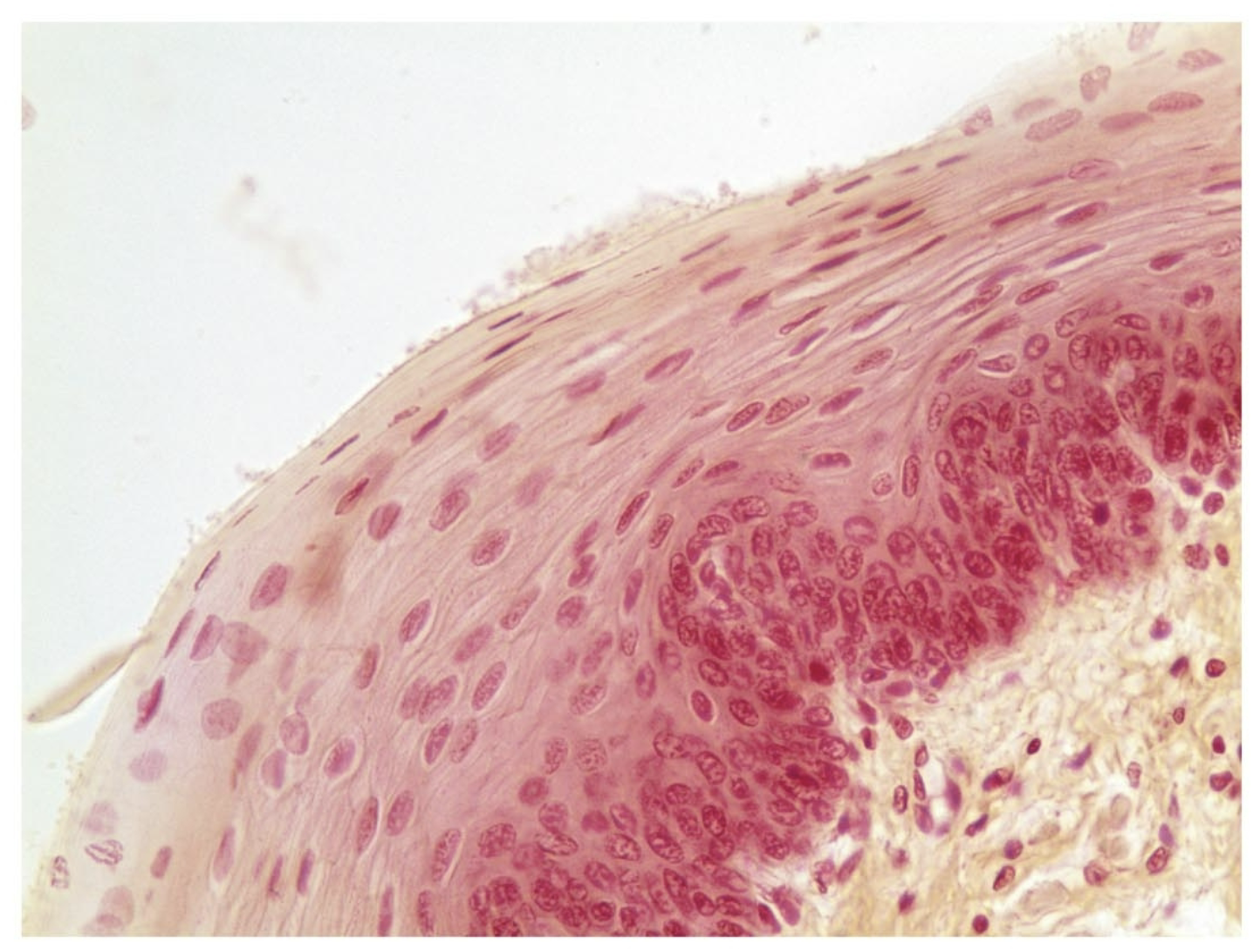 <p>what tissue is this</p>