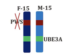 <p>- Loss of function of paternal copy of PWS gene</p>
