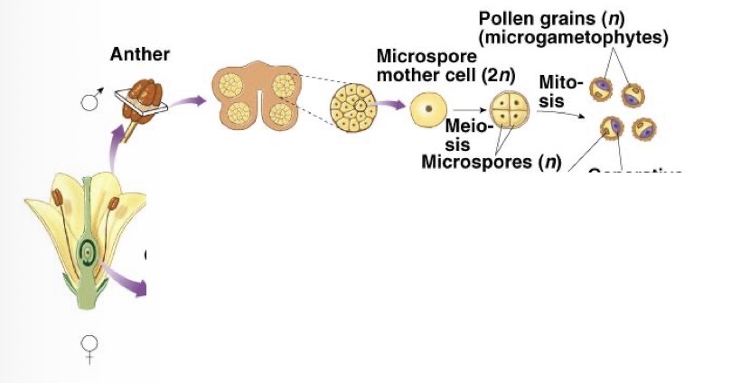 <p>Diploid cells undergo meiosis to produce haploid microspores which grow into the pollen grain</p>