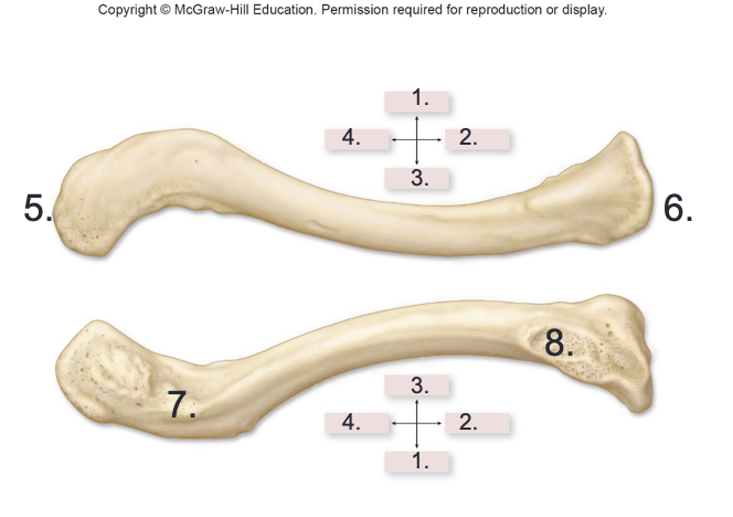 <p>Direction &amp; Structures of the Clavicle</p>
