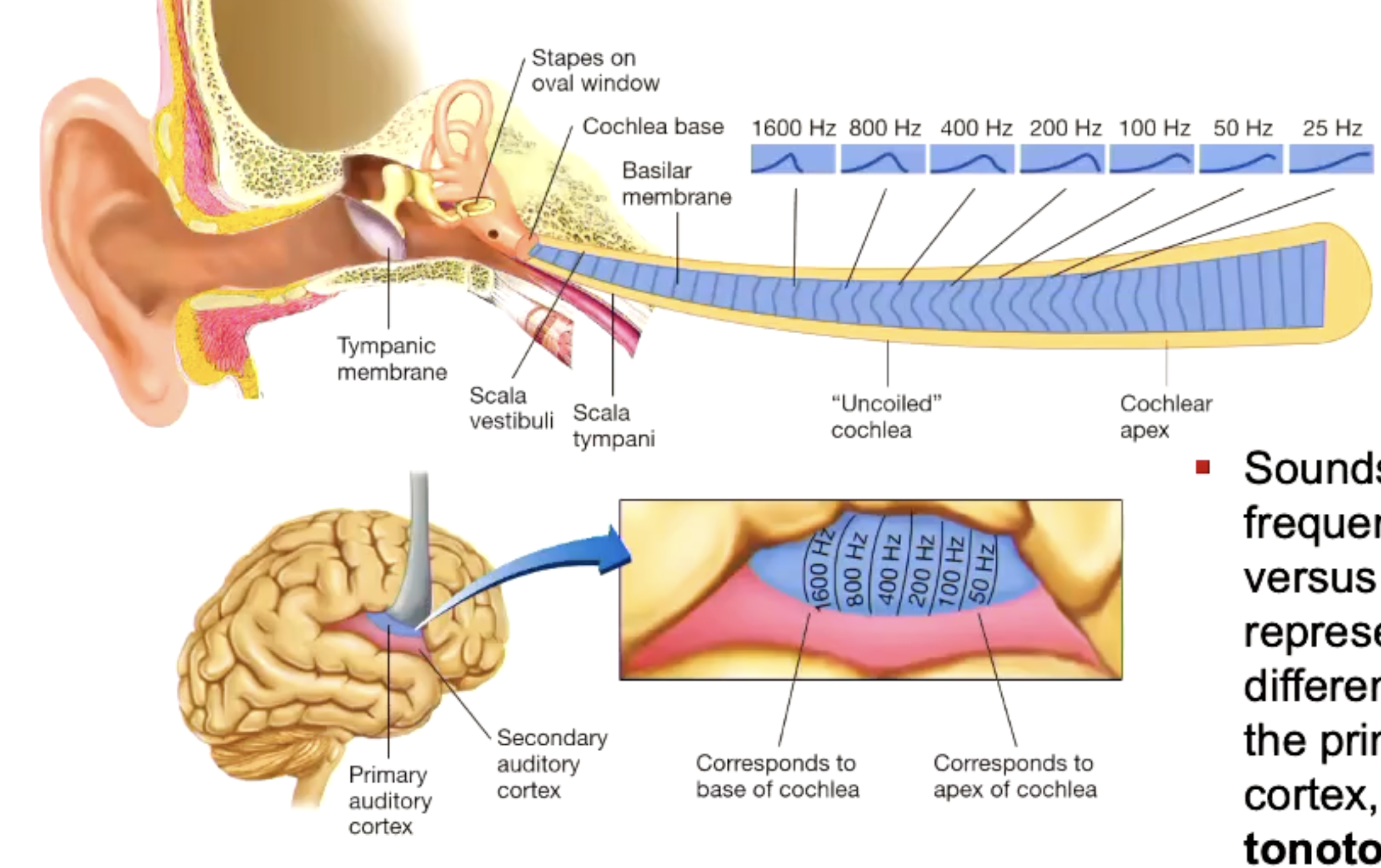 <p>Occupies superior part of the temporal lobe, as well as a patch of the cortex that is burried within the Sylvian fissure. It receives auditory sensory info from the cochlear. </p><p></p><p>Sounds of different freq are represented by different areas within the PAC, forming a tonotopic amp.</p>