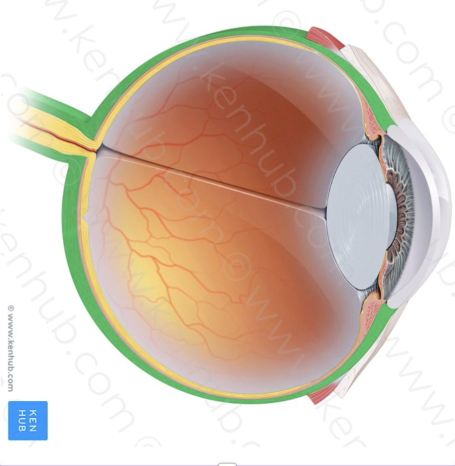 <p>What part of the eye is this?</p>
