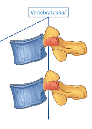 <ul><li><p>multiple foramen in a ro form a canal</p></li></ul><p></p>