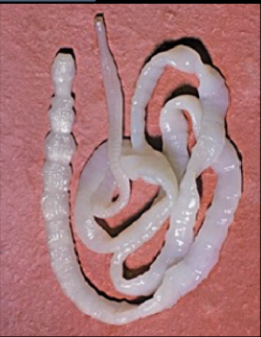 <p>What phylum and class and/or subclass does this belong to?</p>