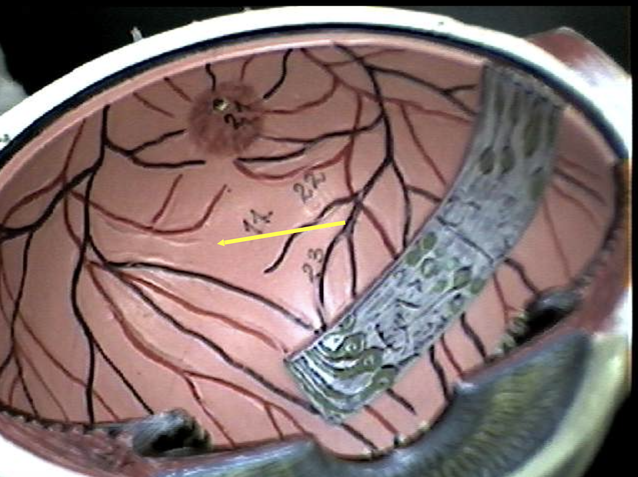 <p>Identify the eye parts. </p>