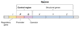 <p><u>A group of genes of related function</u>, used to regulate gene expression by controlling related genes at the same time. The transcribed mRNA contains the sequence for all the genes in the operon.</p>