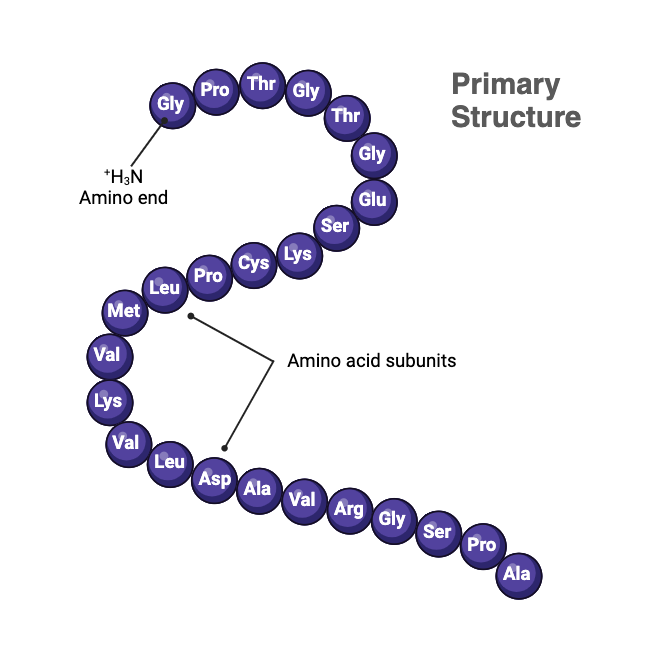 <p>unique amino acid sequence of a protein (dictated by genes)</p><ul><li><p>singal sequence of amino acids </p></li></ul><p></p>