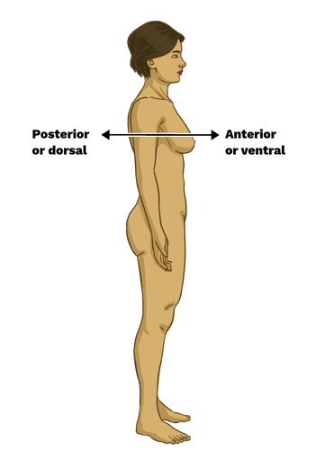 <p>moving toward the back of the body</p>