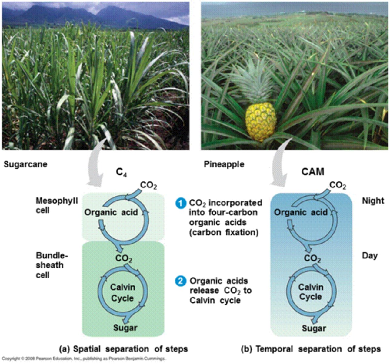 <p>Alters location of photosynthesis</p><p>• CO2 moved to bundle sheath cells to minimize photorespiration &amp; H2O loss</p><p>• Produces an intermediary 4-carbon</p><p>compound &amp; uses 1 extra ATP</p>