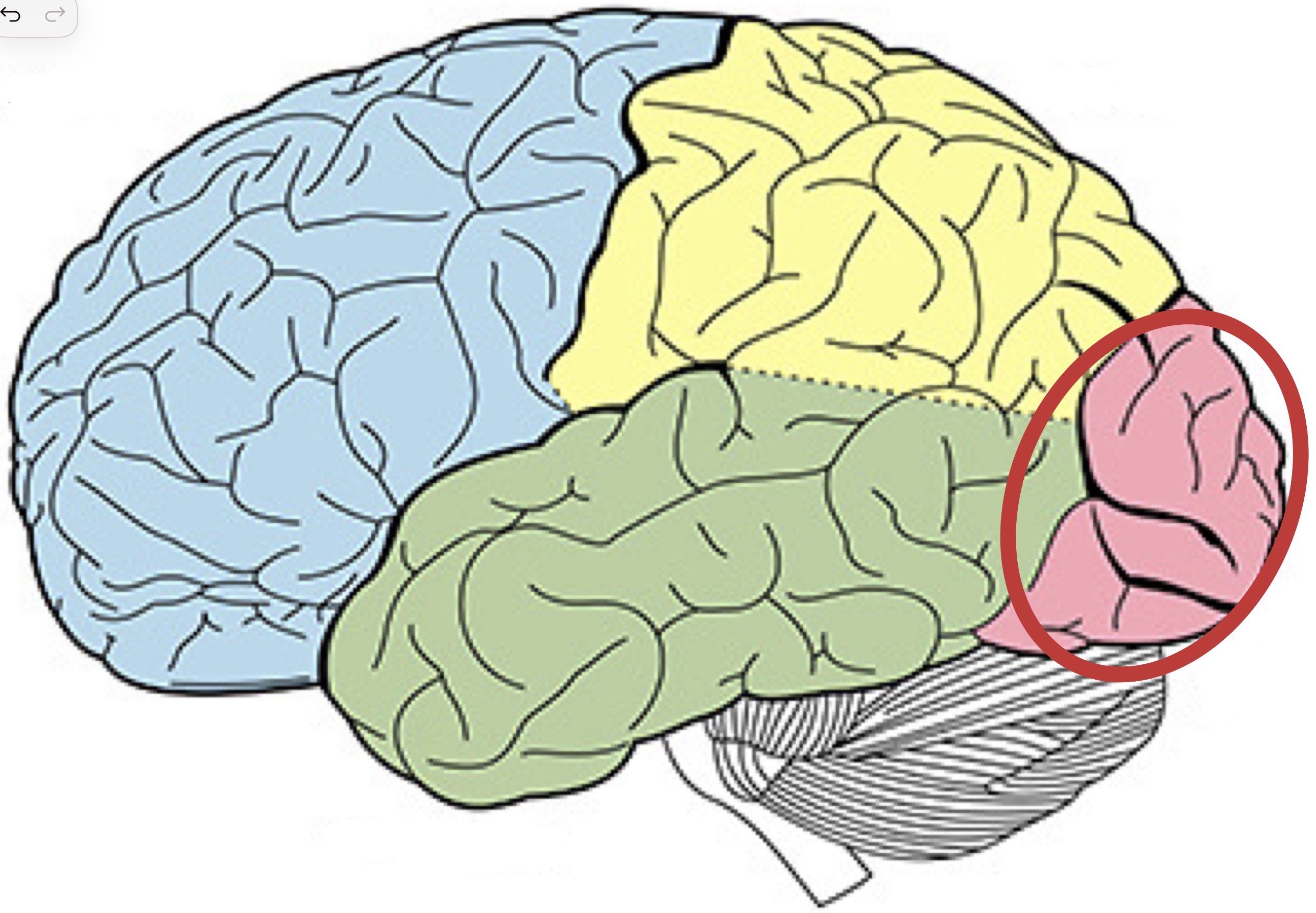 <p><strong>Name the following part of the brain</strong></p>