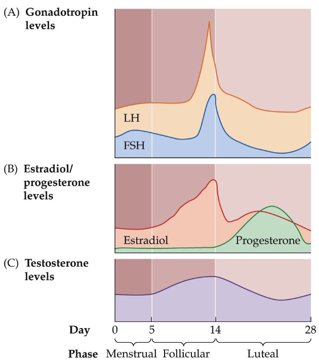 <ul><li><p>During the menstrual phase, much of the inner lining of the uterus—the endometrium—breaks down</p></li><li><p>There is a transformation where the endometrium goes from a state in which it is capable of sustaining pregnancy to a state in which it facilitates the transport of sperm</p></li><li><p>The full thickness of the endometrium is not lost during menstruation</p></li><li><p>The deepest portion remains intact, and this "basal layer" will be the source for regeneration of the endometrium after menstruation ends.</p><ul><li><p>A healthy endometrium is important; lesions → unhealthy tissue releases its own signals telling the body the implantation shouldn’t happen → fertility issues</p></li></ul></li></ul><p></p>