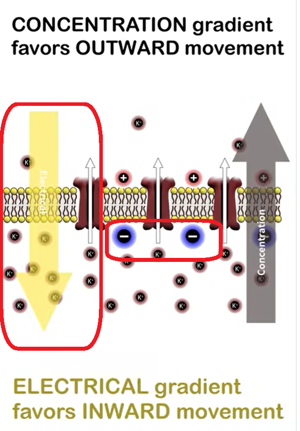 <ul><li><p>K+ leaves cell through leaky channels</p></li><li><p>leaves behind negative charge</p></li><li><p>electrostatic gradient trumps in getting K+ back in for negative charge</p><ul><li><p>goes against concentration gradient</p></li></ul></li></ul><p></p><ul><li><p>membrane potential = K+ equilibrium potential</p></li></ul><p></p>