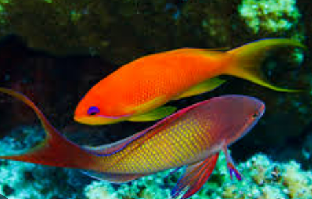 <p>Very colourful fish (same family as groupers and cod), fancy fin structures</p>
