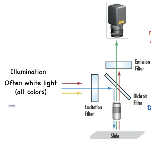 <p>A. <strong><u>Excitation filter</u></strong> = transmits only the excitation wavelength, blocking rest</p><p>B. <strong><u>Dichroic mirror</u></strong> = angled at 45, reflects the excitation wavelength toward sample, and transmits longer wavelengths to the detector</p><p>C. <strong><u>Emission filter</u></strong> = transmits only the emission wavelength range, blocking residual light</p><p></p>