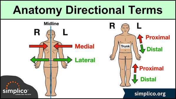 <p>a body part is closer to the center of the body, the trunk, or the point where a limb attaches</p>