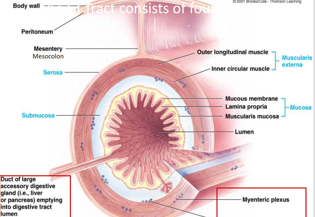 <ul><li><p>Lumen: hallow space in digestive tract</p></li></ul><p></p><ul><li><p>Serosa: Outer connective tissue, secretes serosa fluid that lubricates prevents friction, continous w/ mesentary</p></li></ul><p></p><ul><li><p>Muscularis externa: major smooth muscle in the wall</p><ul><li><p>Outer longitudinal muscle: can shorten the length of the GI Tube through contraction</p></li><li><p>Inner circular muscle: can shorten/dec diameter of the lumen through contraction</p></li></ul></li><li><p>Myenteric plexus: network of nerves in between these two layers</p></li></ul><p></p><ul><li><p>Submucosa: thick connective tissue, provides distensibililty (stretch), and elasticity, has large blood and lymph vessels</p></li><li><p>Submucosal plexus: nerve network</p></li></ul><p></p><ul><li><p>Mucosa: lines luminal surface of digestive tract</p><ul><li><p>Muscularis mucosa: outer, smooth muscle</p></li><li><p>Lamina propria: thin middle layer connective tissue</p></li><li><p>Mucous membrane: inner endothelial layer</p></li></ul></li></ul><p></p>