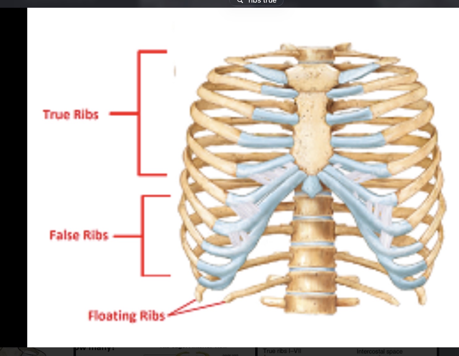 <p>Not attached to sternum </p>
