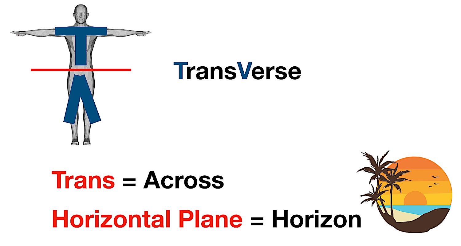 <p>Transverse (Cross-Sectional) Plane</p>