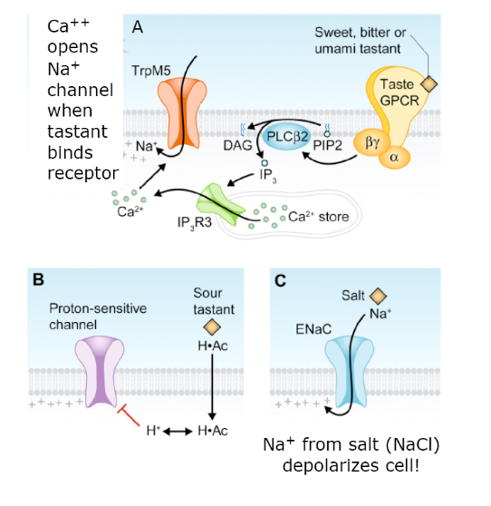 <p>Taste review:</p><ul><li><p>The process of flavor detection is a function of recognition of a particular chemical leading to depolarization of the cell that recognized it. This cell sends the message to the brain that it has detected that chemical as a result of this depolarization. </p><ul><li><p>Sour tastes led to a mechanism of depolarization similar to that of b cell responses to glucose, namely the closure of a K+ channel. </p></li><li><p>Salt detecting cells use the Na+ of NaCl to depolarize the cell. </p></li><li><p>Other flavors use interaction with a receptor molecule leading to signal transduction leading to the opening of Na+ channels. These are called the sweet channels because they were discovered in experiments with sweet detection.</p></li></ul></li></ul><p></p>