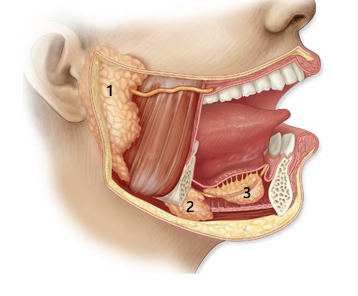 <p>located along the medial aspects of the mandible, each with superficial portion which is continuous posteriorly around the mylohyoid muscle with a larger deep portion</p>