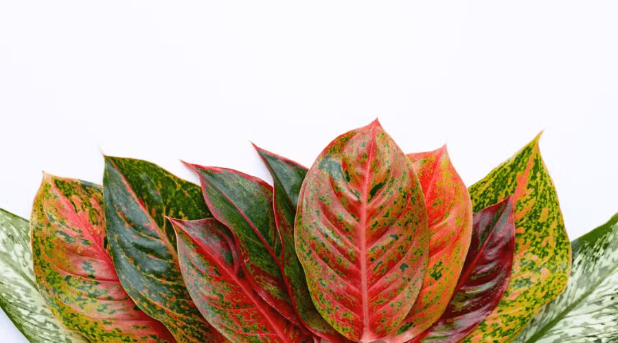 <p>301 Aglaonema modestum, Chinese Evergreen</p>